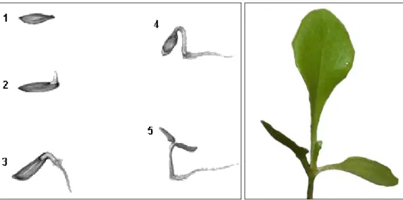 Fig. 1.2. A sinistra fasi di germinazione dei semi di lattuga, a destra plantula 