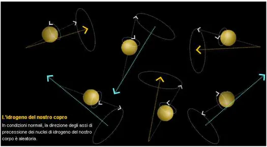 Figura 1.2- Orientamento casuale degli atomi di idrogeno nel nostro corpo. La direzione degli assi di 