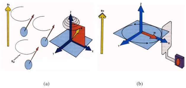 Figura 1.5 – Stimolazione dei protoni con un impulso RF di 90° e abbattimento della 