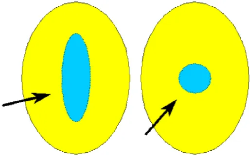 Fig. 2.20 Schema generale di granulo pollinico monoporato con il poro evidenziato in  celeste 