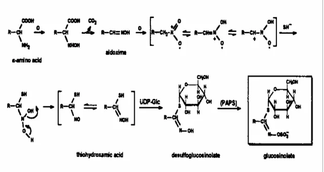 Fig. 4: Seconda tappa di biosintesi dei glucosinolati (Fahey et al., 2001). 