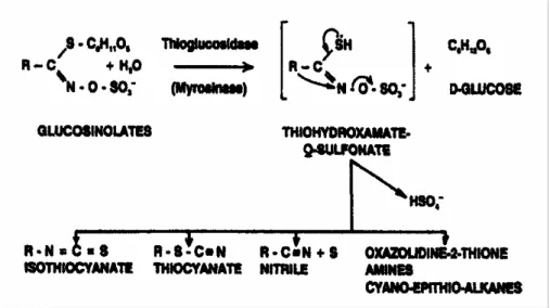 Fig. 6: Reazione di idrolisi dei glucosinolati e formazione di isotiocianati ed altri prodotti  (Zhang and Talalay, 1994)