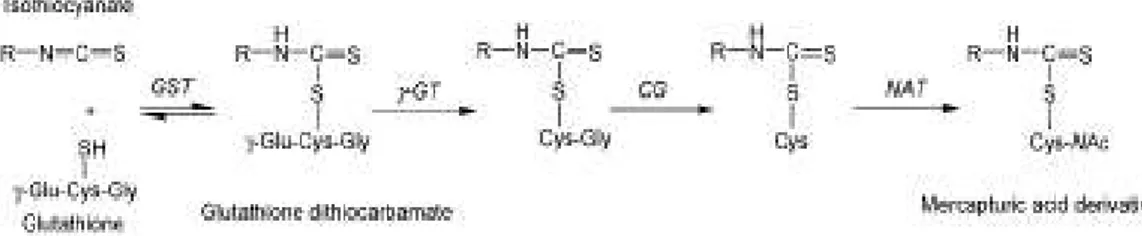 Fig. 7: Metabolismo degli isotiocianati attraverso la via dell’acido mercapturico.  (Higdon et al., 2007)