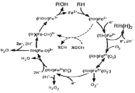 Fig. 9: Ciclo catalitico del citocromo P450. Con Fe è indicato l'atomo di ferro dell'eme, con RH il  substrato e con ROH il prodotto della reazione monossigenasica