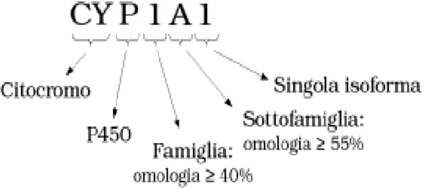 Fig. 10: Nomenclatura delle isoforme di citocromo P450. 