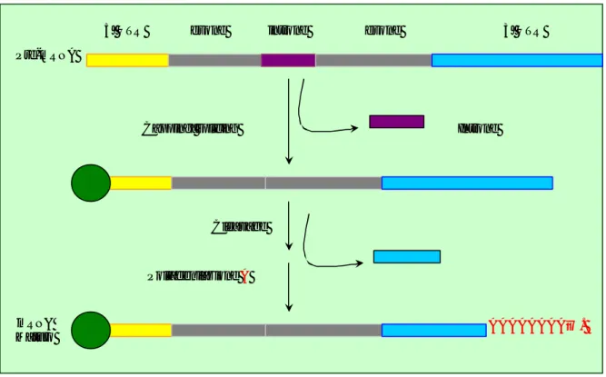 Fig. 1.2.6. Schematizzazione dei principali eventi di maturazione del pre-mRNA. 