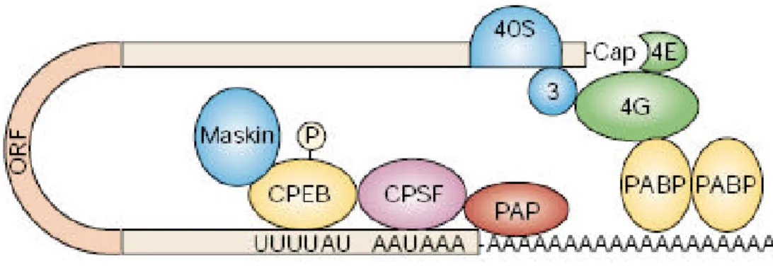 Fig. 1.2.8. Attivazione della traduzione tramite poliadenilazione citoplasmatica in Xenopus