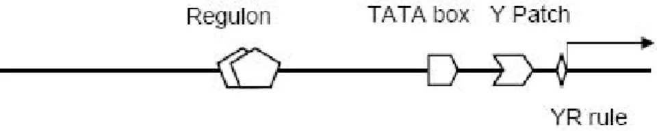 Fig. 1.2.3. Schema degli elementi prossimali del promotore: regola YR, elementi Y-Patch, TATA  box, e REG