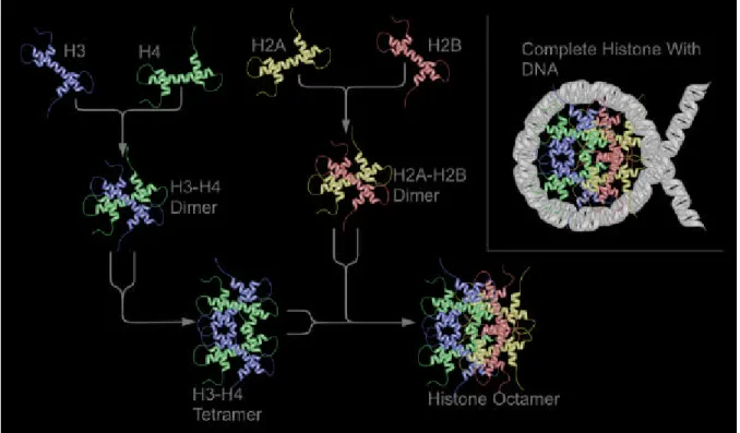 Fig. 1.3.4. Struttura del core nucleosoma.  