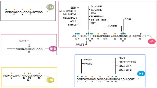 Fig. 1.3.6. Modificazioni covalenti post -traduzionali della cromatina.  