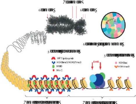Fig.  1.3.3.  Struttura e  modificazioni della cromatina:  dal  massimo grado di condensa zione  inattivo (cromosoma) alla cromatina distesa  attiva