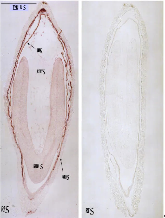 Fig. 3.6.  a. Sezione longitudinale di un seme con embrione di circa 10 giorni dalla data di  impollinazione (10 GDI) ibridata con sonda HaL1L antisenso