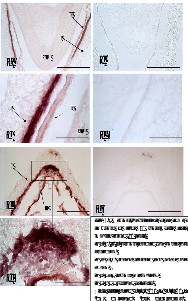 Fig.  3.7. Sezioni longitudinali di un seme con  embrione di circa 10 giorni dalla data di  impollinazione (10 GDI)