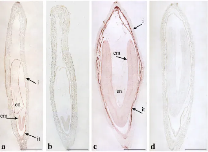 Fig. 3.3 ibridazione  in situ di  HaL1L mRNA in ovari di  Helianthus annuus a differenti stadi di  sviluppo