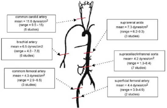 Figura 1.9: Distribuzione del WSS lungo l'albero arterioso. Da Atherosclerosis 2007;195: 225-235