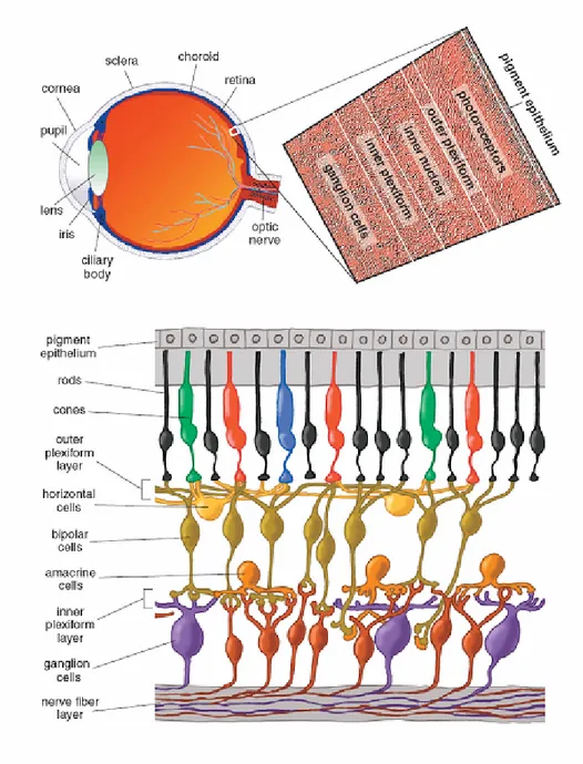 Figura 1.1: posizione anatomica e architettura della retina matura. Tratta dal sito 