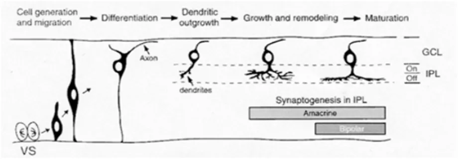 Figura 1.2: rappresentazione schematica dei principali stadi di sviluppo delle cellule  gangliari retiniche