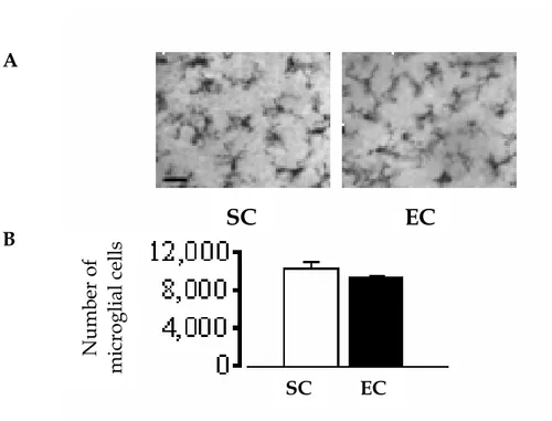 Figura 1.10: analisi della morfologia, dell’intensità della marcatura e del  numero di cellule microgliali in ratti EC e SC a P1