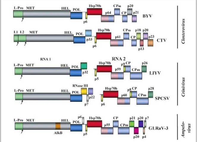 Figura  1-  Mappe  genomiche  dei  virus  più  rappresentativi  della  famiglia  Closteroviridae:  BYV; 