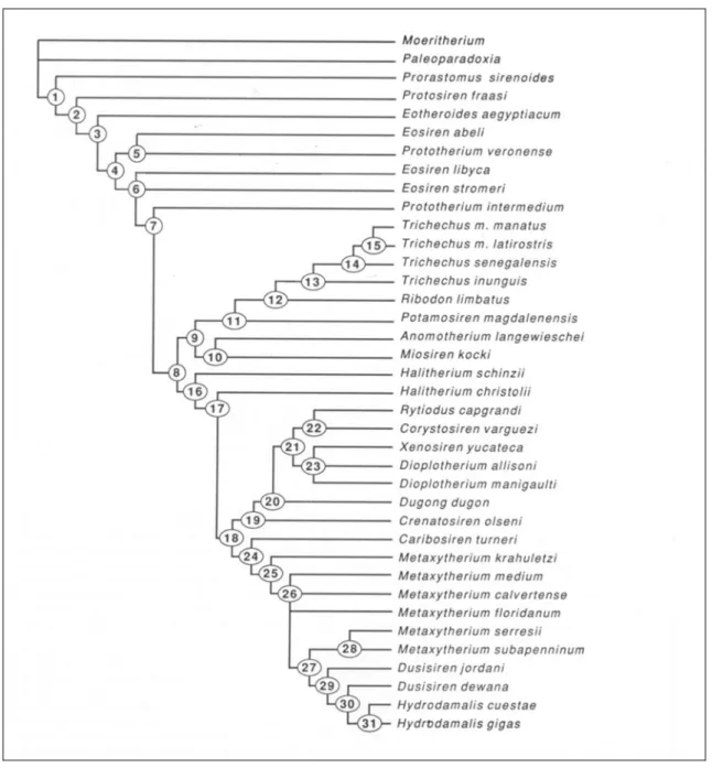 Fig. 5: Nelson consensus tree of sirenian taxa and outgroups, generated by Hennig86  (from Domning, 1994)