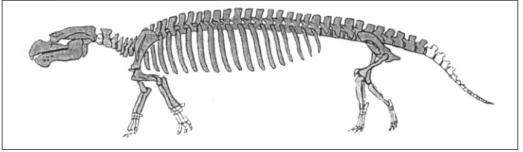 Fig. 6: Reconstructed composite skeleton of Pezosiren portelli. Length about 2.1 m  (modified from Domning, 2001b)
