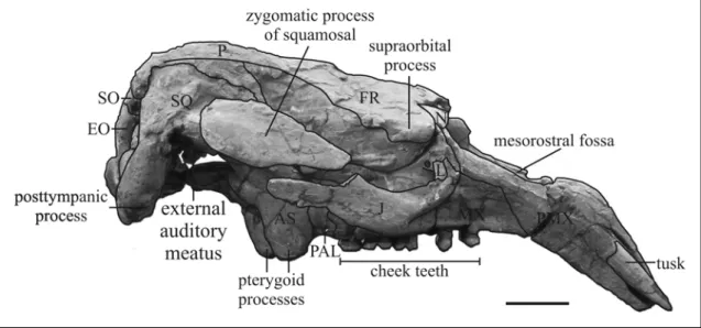 Fig. 4: Cranium of Miosiren kocki (RBINS M.136) in right lateral view.Some suture  lines are not discernable