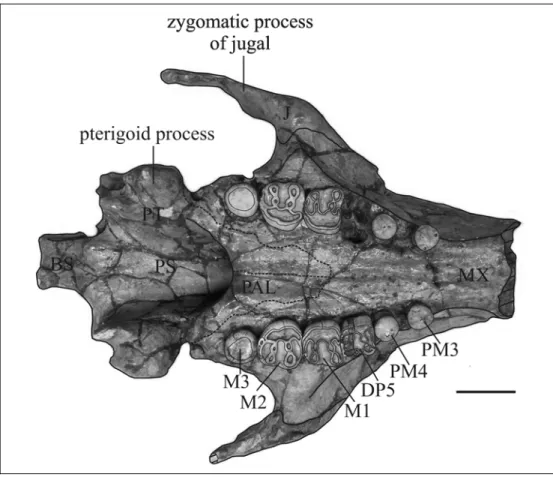 Fig. 5: Posterior portion of cranium of Miosiren kocki (RBINS M.136) in ventral  view.Broken lines indicate the supposed limites of the palatines