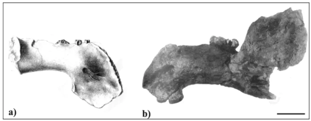 Fig. 6: Mandibles in lateral view of a) Prohalicore dubaleni (MMM unnum) (modified  from Flot, 1886) and b) Anomotherium langewieschei (modified from Siegfried, 1965)