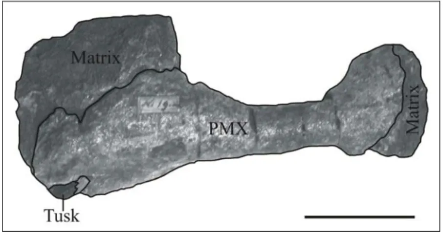 Fig. 7: Premaxilla of “Halitherium” bellunense (MGPD 19Z) in dorsal view with  broken tusk