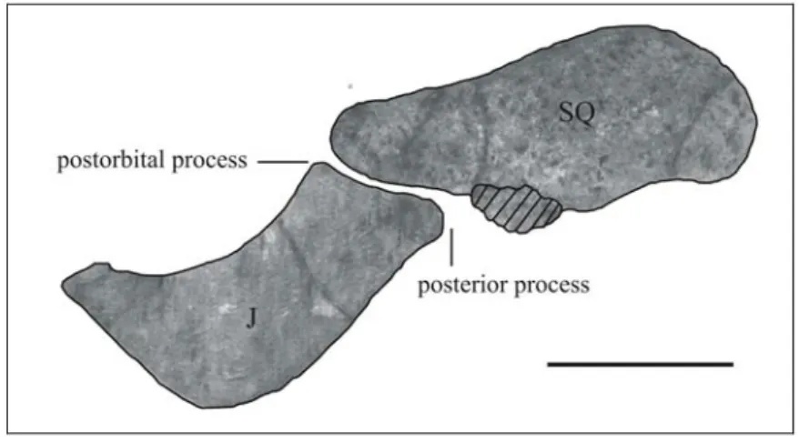 Fig. 9: Left zygomatic arch of “Halitherium” bellunense (MGPD-7384Z and MGPD- MGPD-22Z) in lateral view