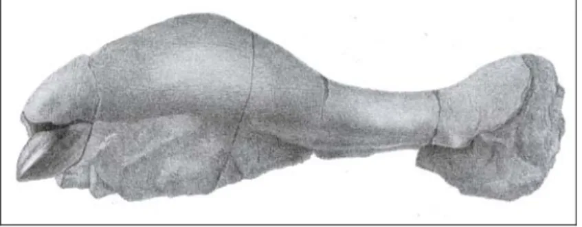 Fig. 10: Premaxilla of “Halitherium” bellunense (MGPD-19Z) in lateral view with the  complete tusk from Zigno (1875)