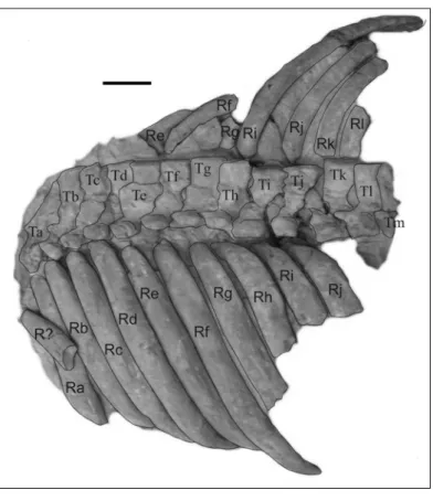 Fig. 18: Ribs and thoracic vetrebrae of MPNRL-MAN2000 from Manosque (Provence,  France) in dorsal view