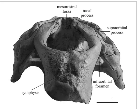 Fig. 19: Cranium of Metaxytherium medium (ULCG 212901, cast of LPB 16001) in  anterior view