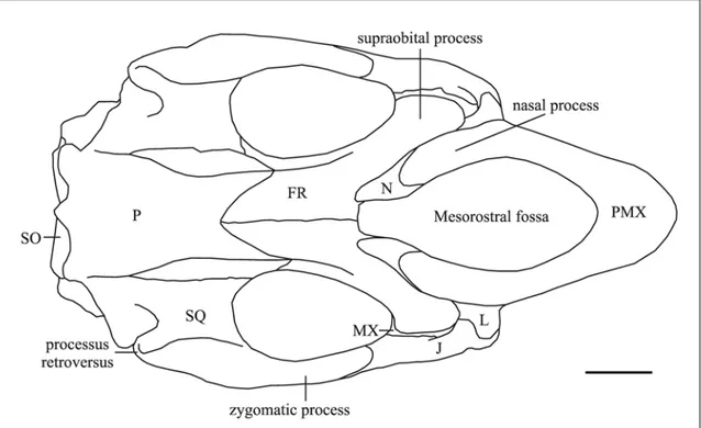 Fig. 20: Line drawing of the cranium of Metaxytherium medium in dorsal view, based  mainly on ULCG 212901, cast of LPB 16001