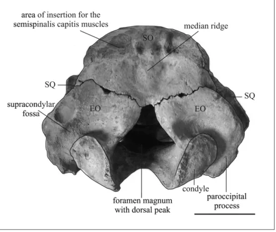 Fig. 21: Cranium of Metaxytherium medium (MNHN Fs5001) in posterior view. Scale  bar: 5 cm