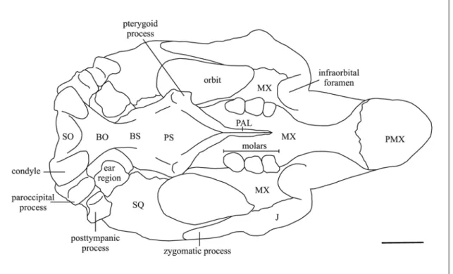 Fig. 22: Line drawing of the cranium of Metaxytherium medium in ventral view, based  mainly on ULCG 212901, cast of LPB 16001