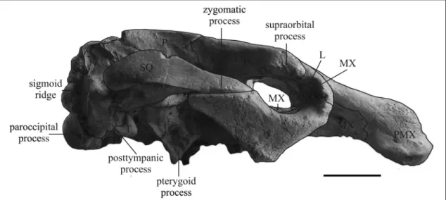 Fig. 23: Cranium of Metaxytherium medium (ULCG 212901, cast of LPB 16001) in  lateral view