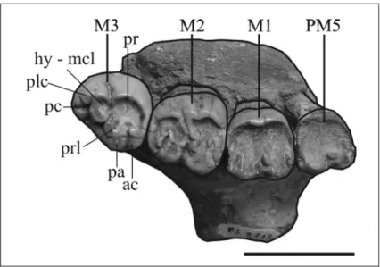 Fig. 25: Portion of left maxilla of Metaxytherium medium (MNHN Fs2512) with PM5- PM5-M3