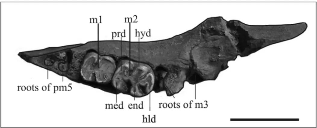 Fig. 26: Portion of right mandible of Metaxytherium medium (MNHN Fs2638) with m1- m1-m2 and root fragments of m3 and pm5
