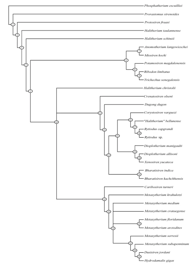 Fig. 1: Strict consensus tree of sirenians taxa and outgroup, generated by PAUP version  40b10