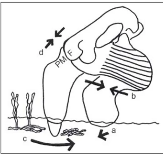 Fig. 2: Lateral view of skull, mandible, and masseter muscle of a derived dugongine,  illustrating the hypothesized manner of tusk use in harvesting seagrass rhizomes