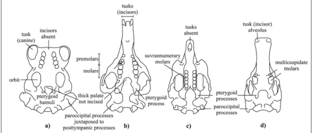 Fig. 3: Schematic line drawings of crania in ventral view: a) Living Pinnipedia  Odobenidae  Odobenus rosmarus (modified from Adam &amp; Berta, 2002); b) Miocene  Trichechidae Miosireninae Miosiren kocki (RBINS M.136); c) Living Trichechidae  Trichechinae 
