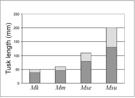 Fig. 6: The increase in tusk size in the Euro-North African Metaxytherium lineage: M. 