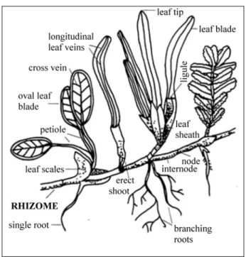 Fig. 1: Morphological features of seagrasses. 