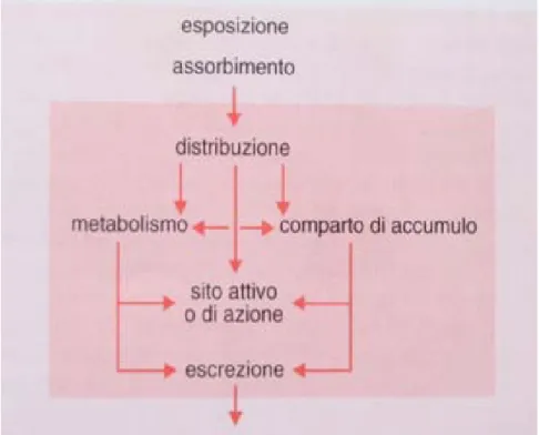 Figura 1.4:    Schema generale del destino di un composto chimico in un sistema biologico        (singola cellula o intero organismo)