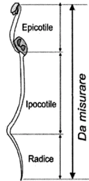 Figura 2.4: schema dei semi germinati, con indicazione del tratto di apparato  radicale da misurare (Baudo et al., 1999).