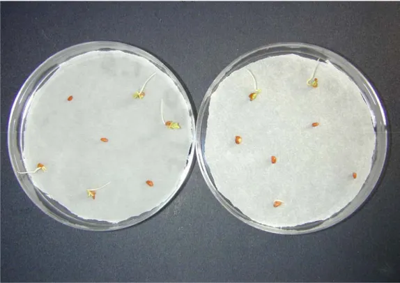 Fig. 2.5: germinazione dei semi di Lepidium sativum. 