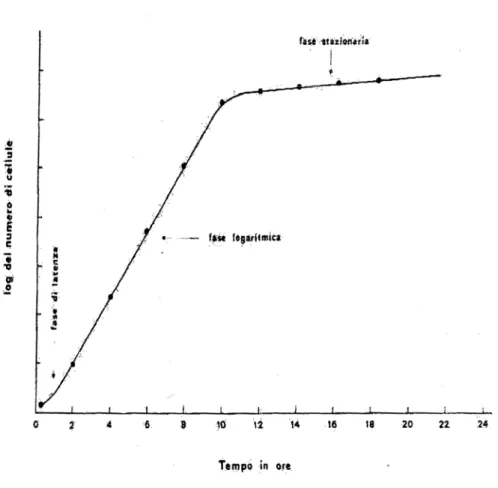 Figura 2.3: Curva di crescita del lievito, modificata da Del Giudice, 1987. 