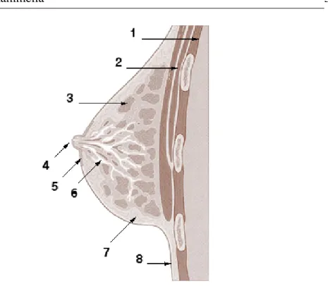 Figura 1.1: Anatomia della mammella. 1. Cassa toracica; 2. Muscoli pettorali; 3. Lobuli; 4