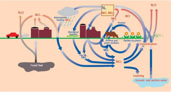 Figura  10  -  Ciclo  globale  dell’azoto  (Fonte:  EFMA,  Understanding  Nitrogen  And  Its  Use  In 